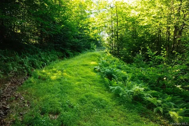 a view of a lush green forest