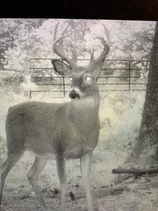 23616 15 Mile Road Big Rapids, MI 49307 - Photo 14 of 79 23616 15 Mile Trail Photo 5