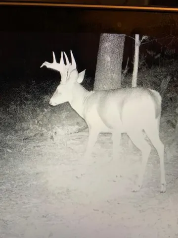 $550,000 | 23616 15 Mile Road, Big Rapids, MI 49307