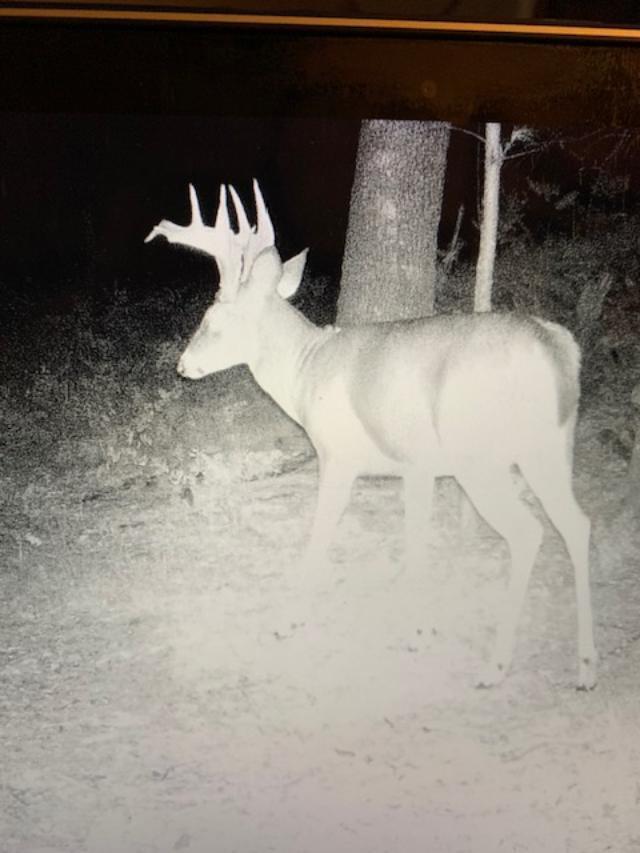 23616 15 Mile Road Big Rapids, MI 49307 - Photo 74 of 79 23616 15 Mile Trail Photo 6