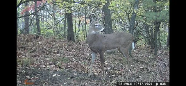 $550,000 | 23616 15 Mile Road, Big Rapids, MI 49307