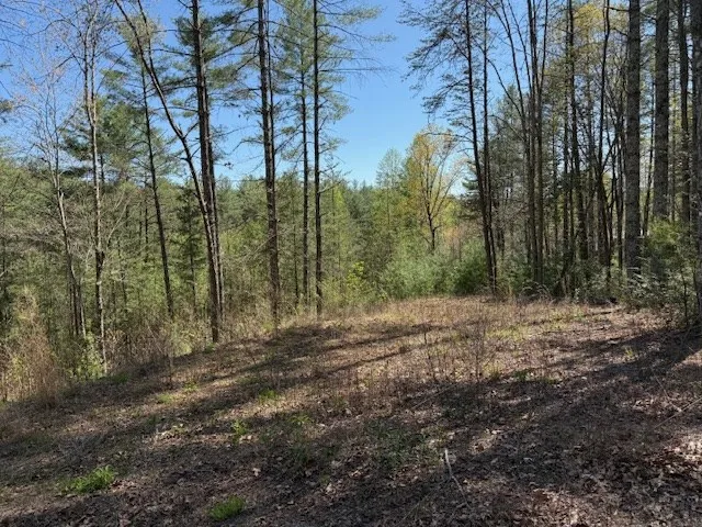 a view of a forest with trees in the background