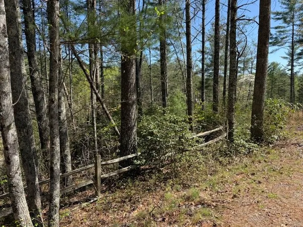 a view of a yard with plants and large trees