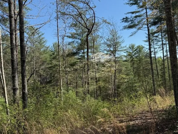 a view of a forest with trees