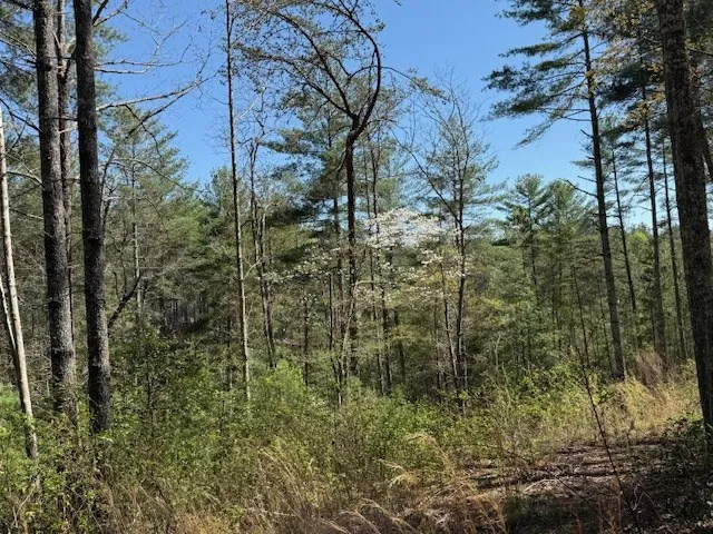 a view of a forest with trees
