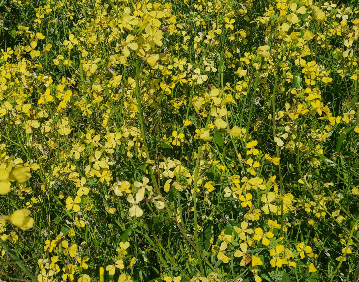 4 Zorro Road La Grange, CA 95329 - Photo 12 of 14 a view of a tree