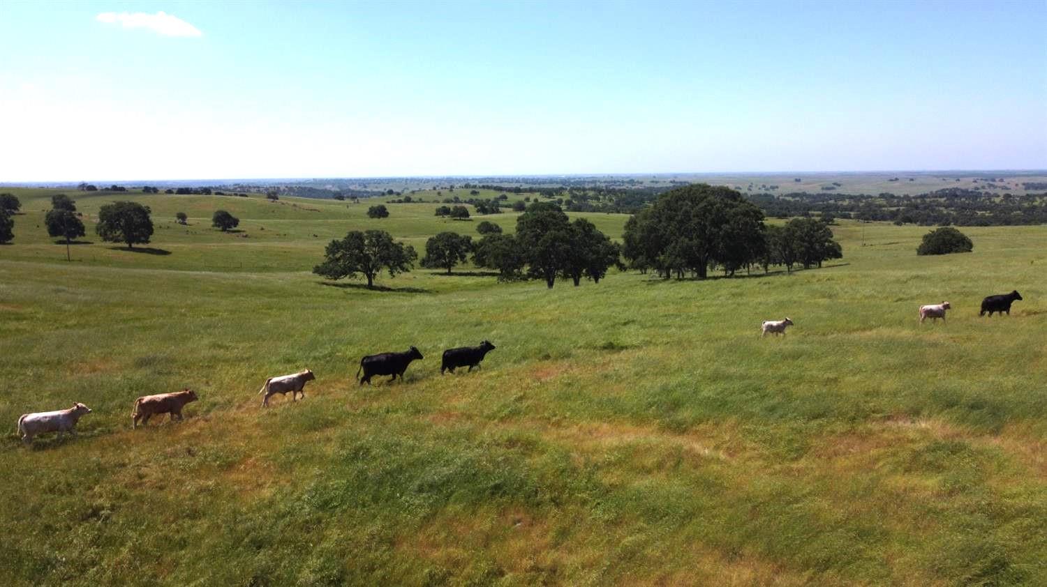 4 Zorro Road La Grange, CA 95329 - Photo 3 of 14 a view of a herd of animals grazing on a lush green field