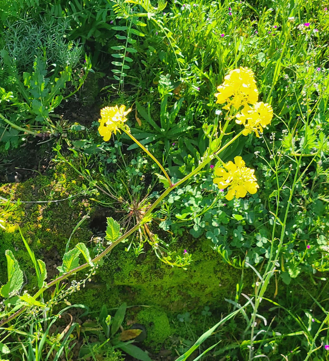 4 Zorro Road La Grange, CA 95329 - Photo 4 of 14 a yard with a tree
