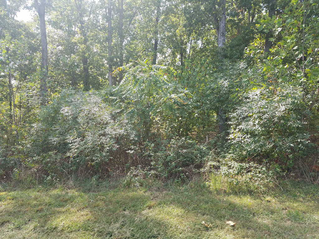 Lot 137 Tumbleweed Trail Rutledge, TN 37861 - Photo 2 of 24 2016-10-01 14.12.53