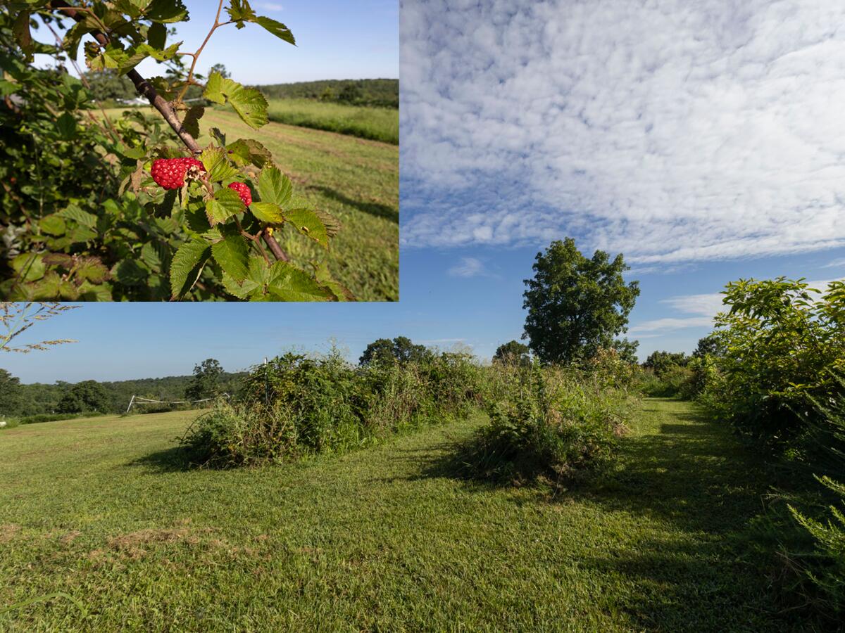 7 Route Ava, MO 65608 - Photo 96 of 111 Berry Patch - House Three