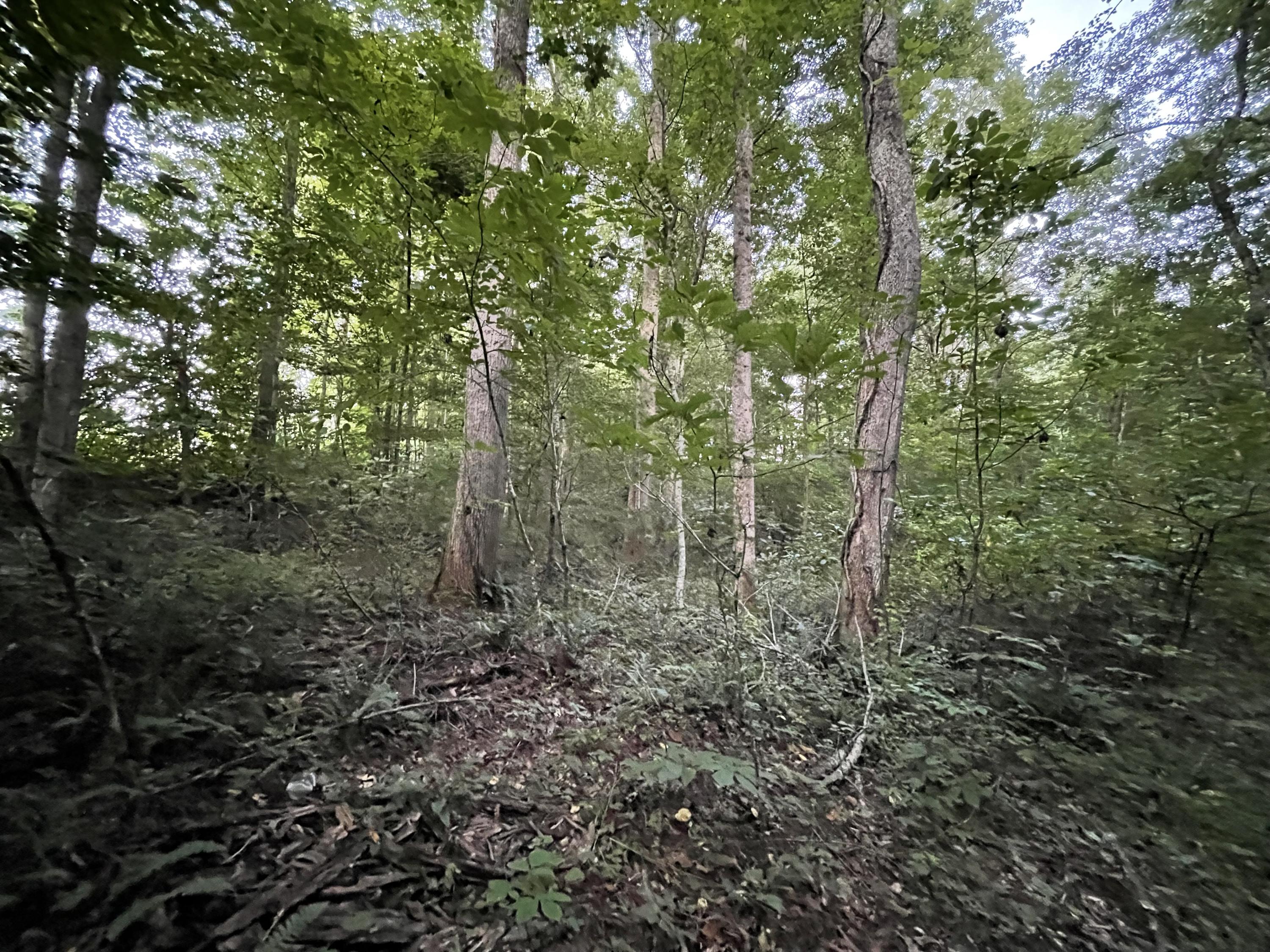 1693 Dan Ridge Road Wellington, KY 40387 - Photo 19 of 21 20