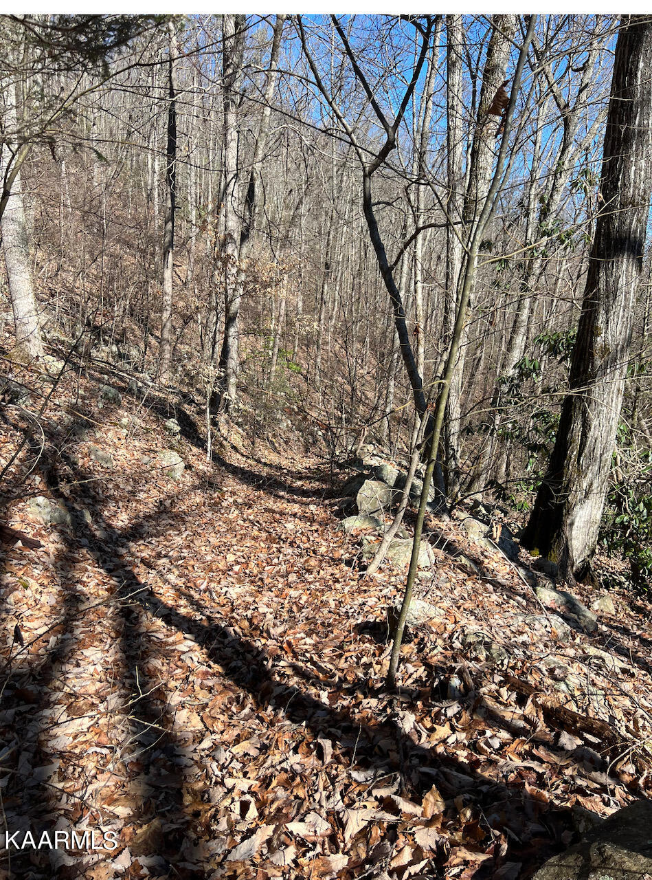 Carson Springs Road Newport, TN 37821 - Photo 3 of 6 IMG_2024 (1)