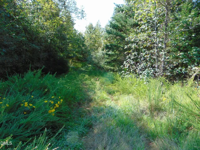 a view of a lush green space