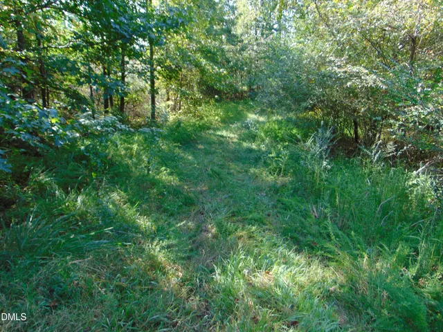 a view of a lush green forest