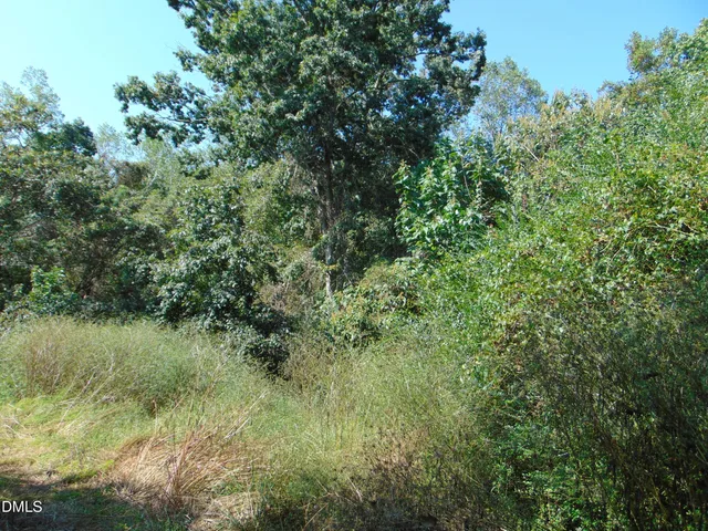 a view of a lush green forest