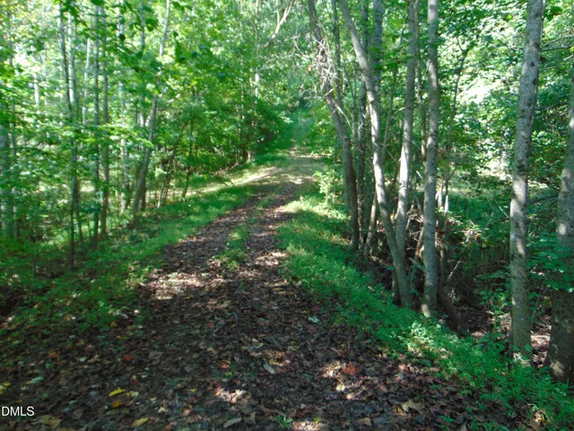 a view of a garden with plants and trees