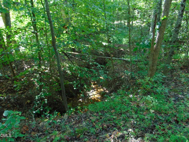 a view of a lush green forest