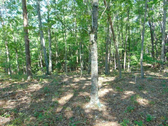a big yard with lots of green space and trees