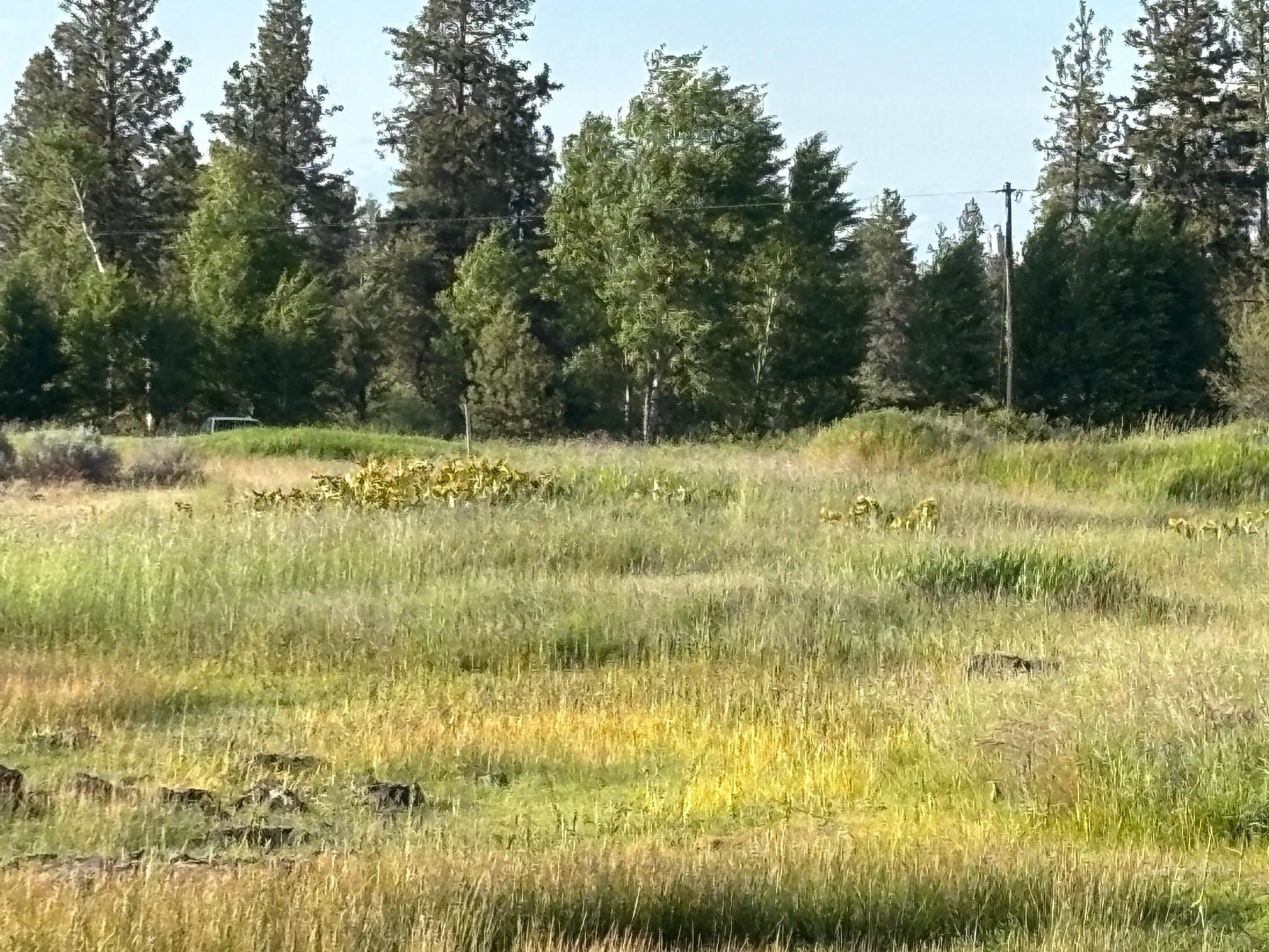 19456 South Harrison Road Edwall, WA 99008 - Photo 28 of 30