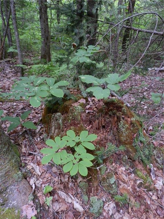 0 Chapman Road Newburgh, ME 04444 - Photo 20 of 26 Photo