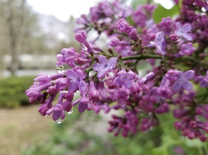 2286 Old Federal Road Ocoee, TN 37361 - Photo 51 of 56 a pink flowers