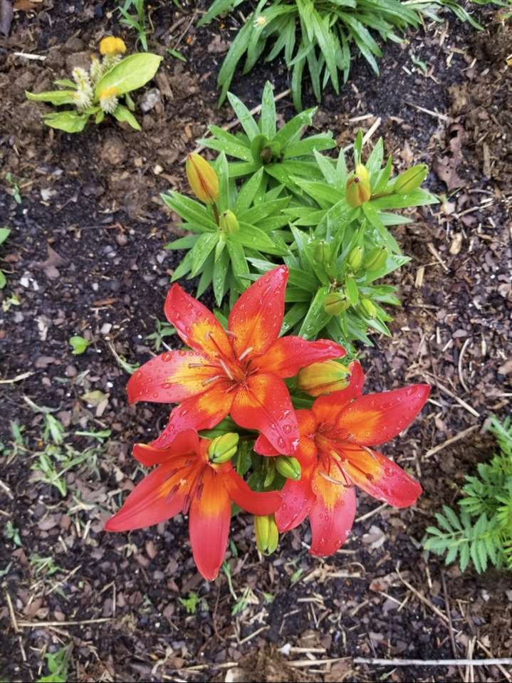 2286 Old Federal Road Ocoee, TN 37361 - Photo 52 of 56 a view of a flower