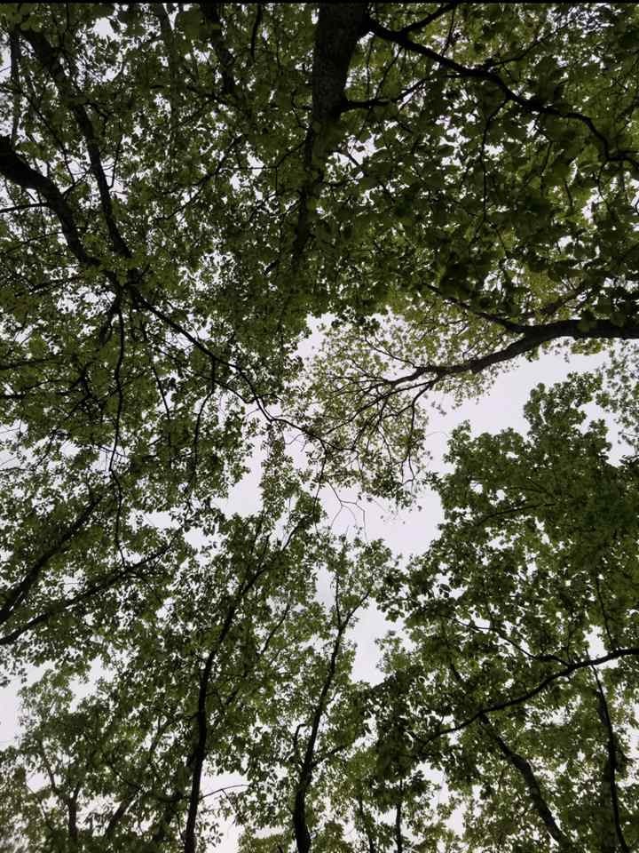 2286 Old Federal Road Ocoee, TN 37361 - Photo 53 of 56 a view of tree