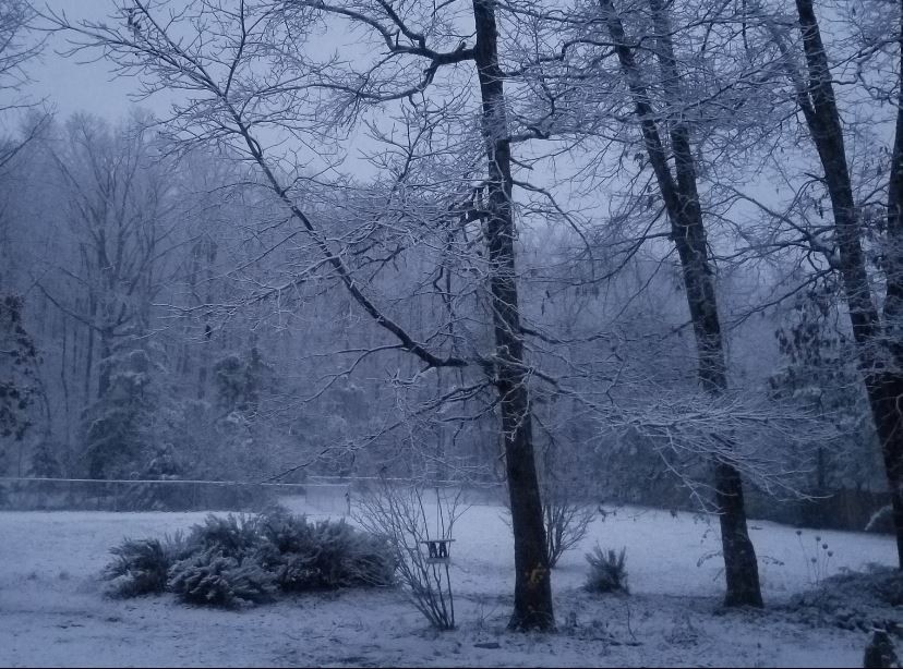 2286 Old Federal Road Ocoee, TN 37361 - Photo 56 of 56 a view of a yard with a tree