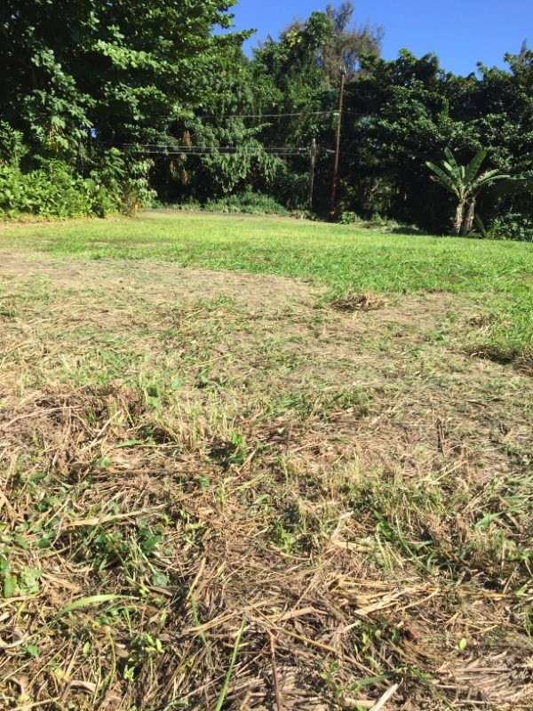 33 Lihikai Road Hilo, HI 96720 - Photo 2 of 6 a view of a field with plants and trees