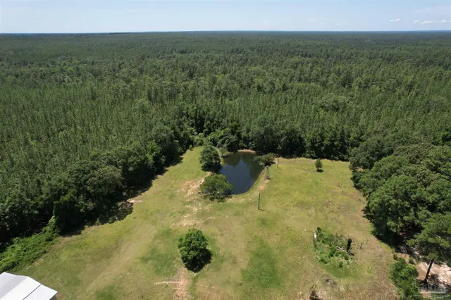 a view of a bunch of trees and bushes