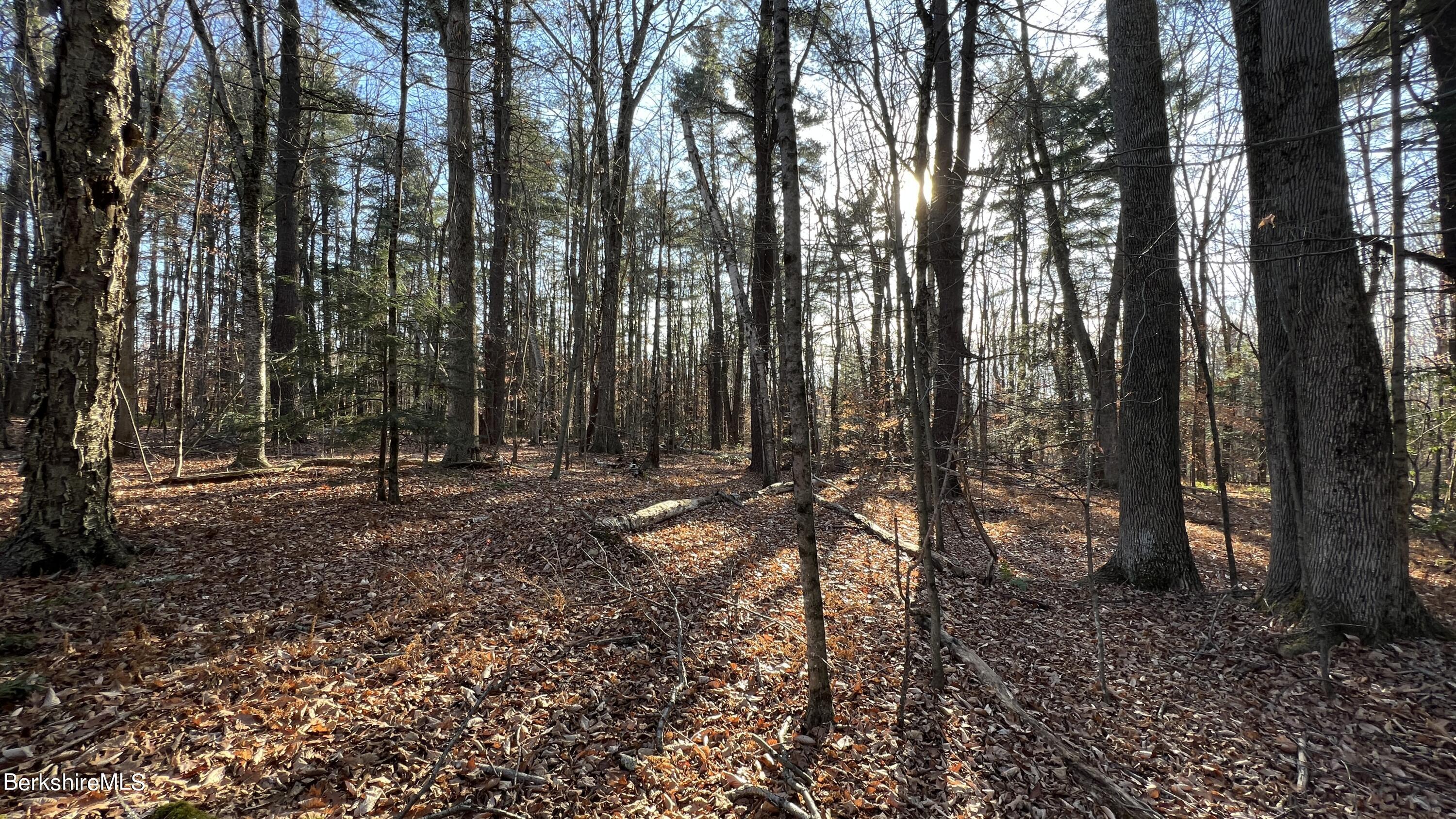 178 New Hartford Road Sandisfield, MA 01255 - Photo 44 of 62 a view of outdoor space with lots of trees