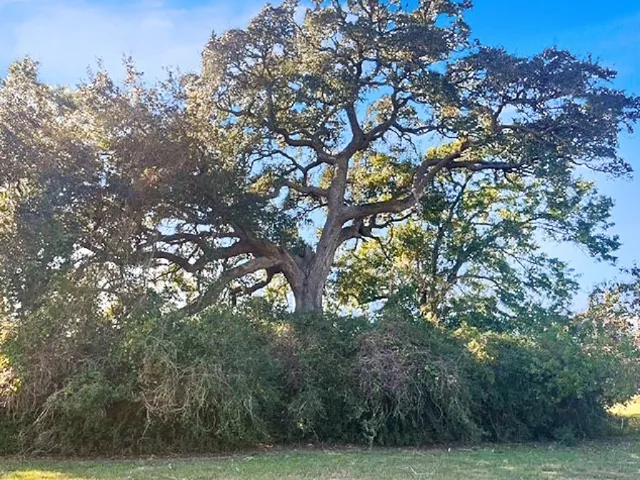a view of tree