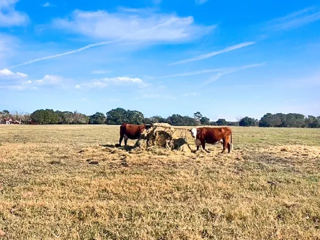 a view of a lake with houses in the background