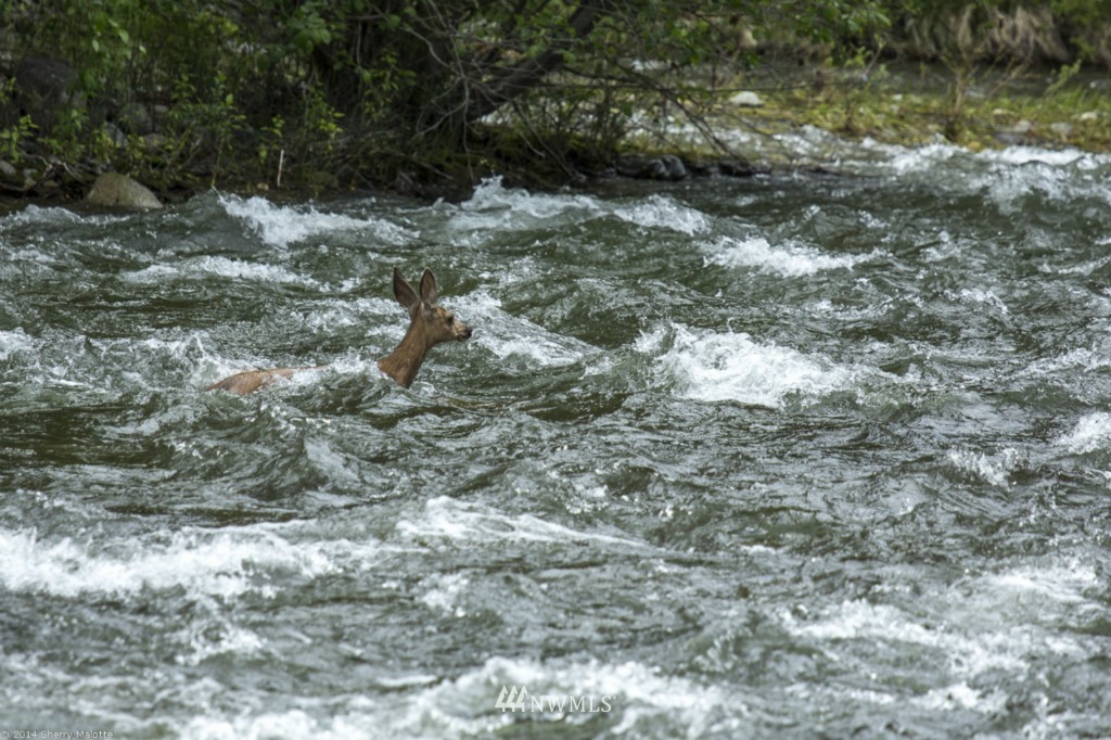 -tbd Poorman Creek Road Twisp, WA 98856 - Photo 10 of 14 Gallery Image 10
