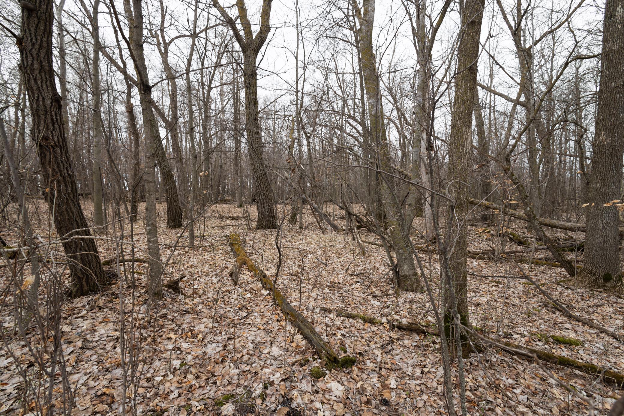 Lot 3 Sayler's Beach Road Lake Park, MN 56554 - Photo 6 of 10