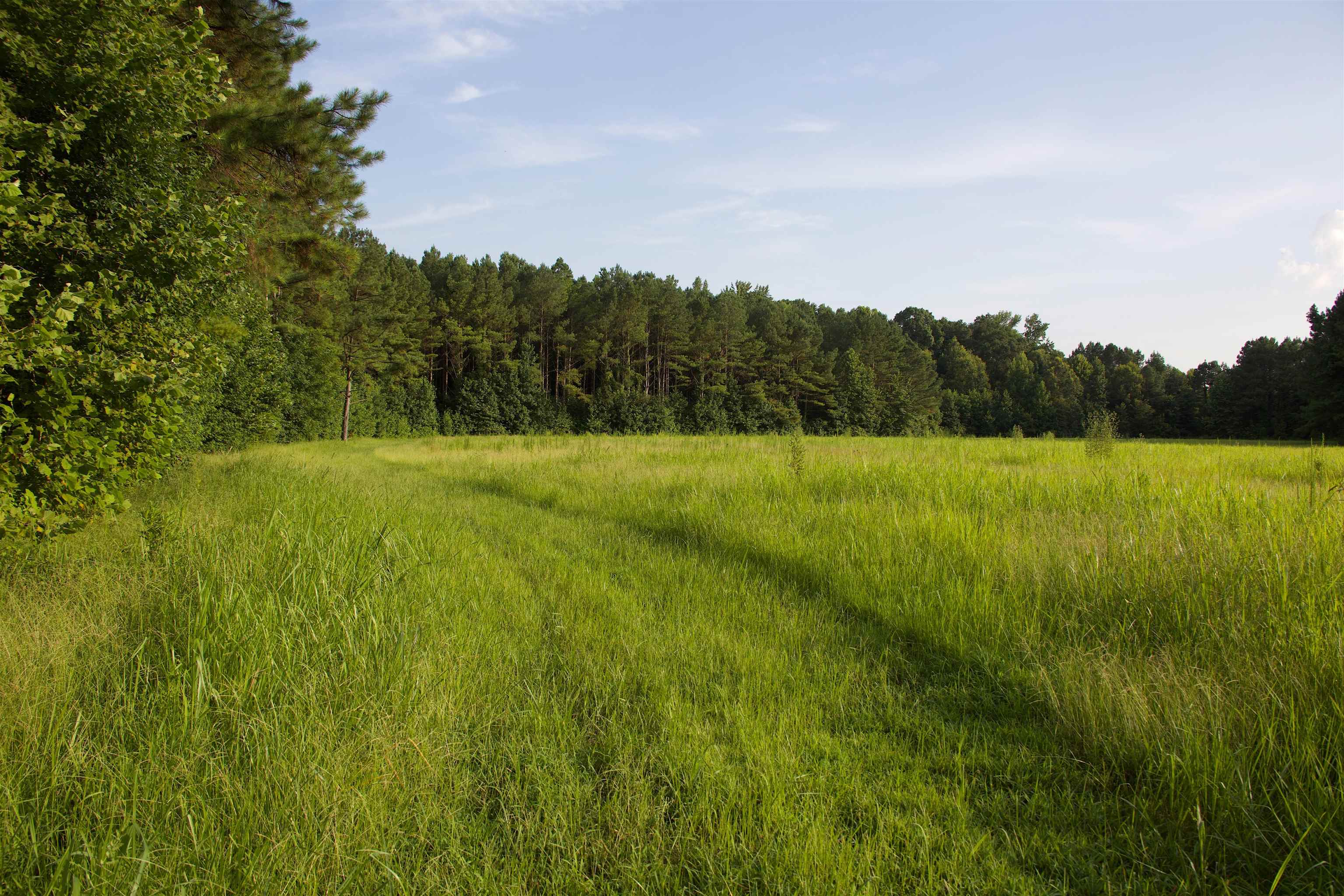 901 Duck Pond Road Holly Springs, MS 38635 - Photo 11 of 31 a view of field with tall trees