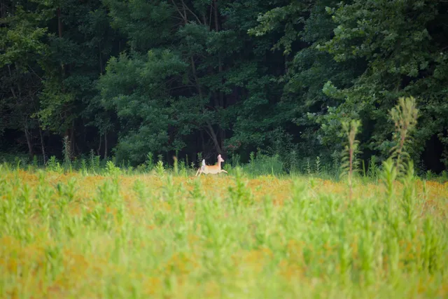 a view of outdoor space and green space