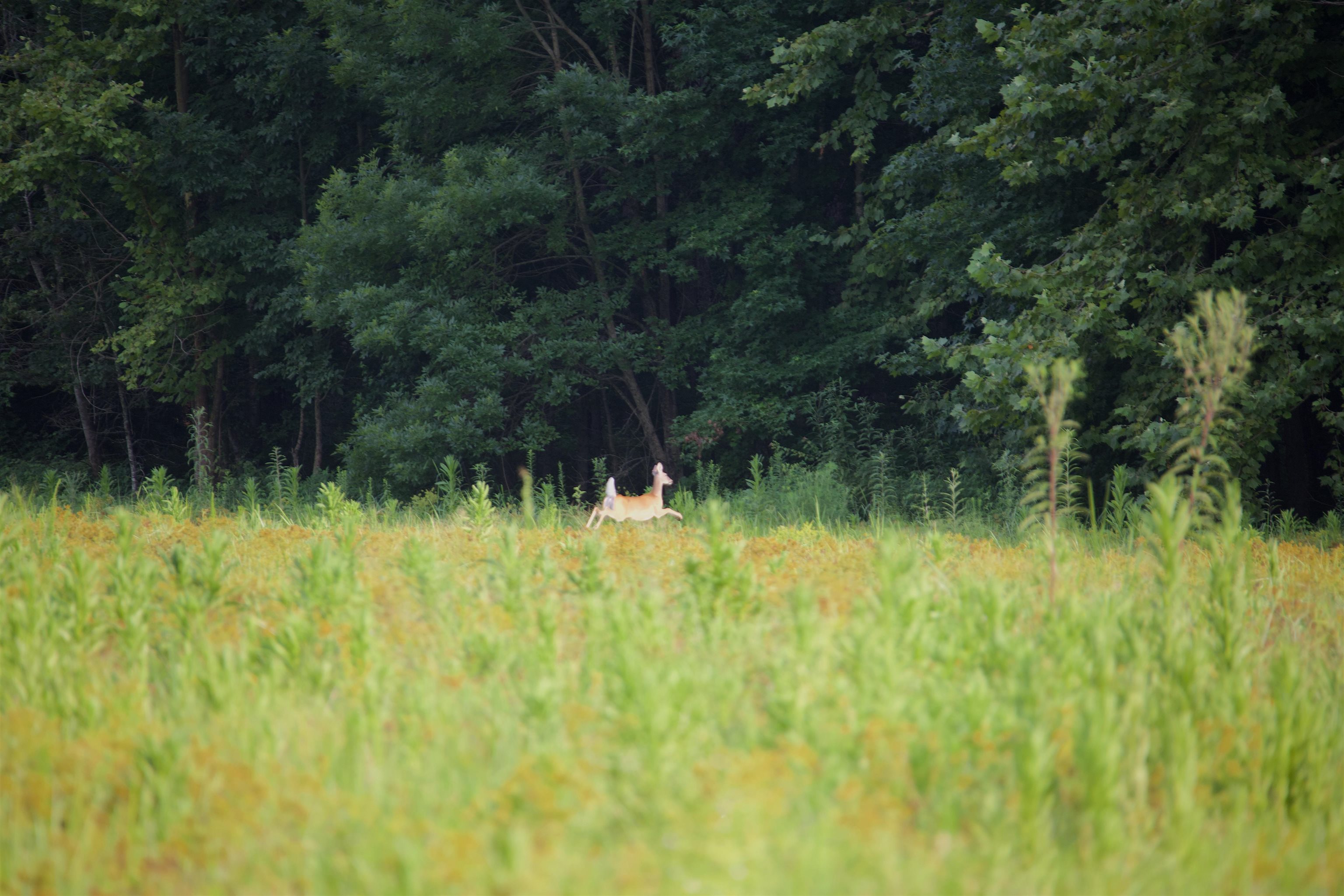 901 Duck Pond Road Holly Springs, MS 38635 - Photo 15 of 31 a view of a lake view