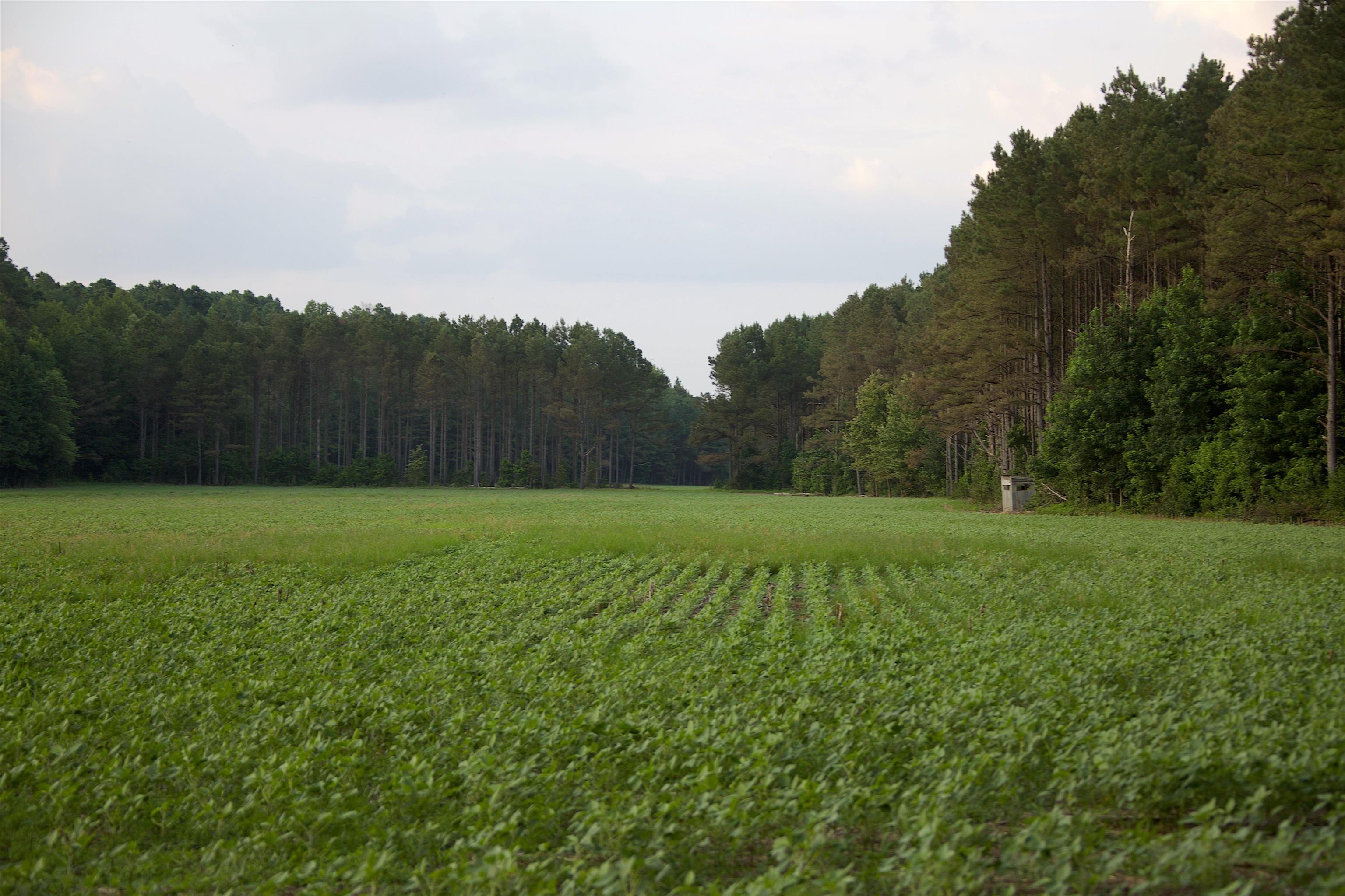 901 Duck Pond Road Holly Springs, MS 38635 - Photo 16 of 31 a view of a green field with trees