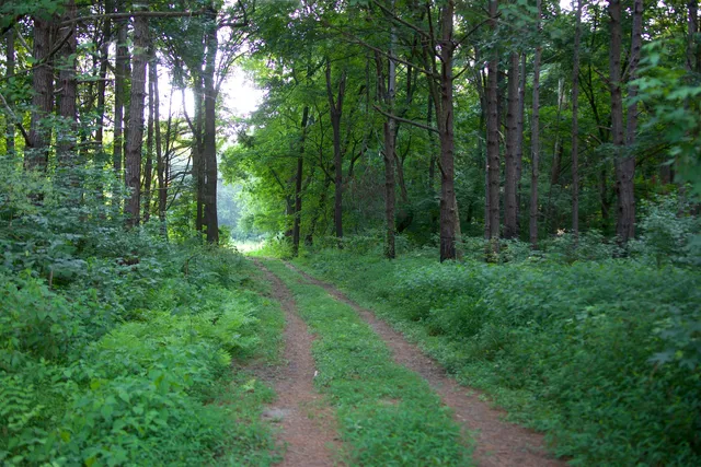 a view of a green field with lots of bushes