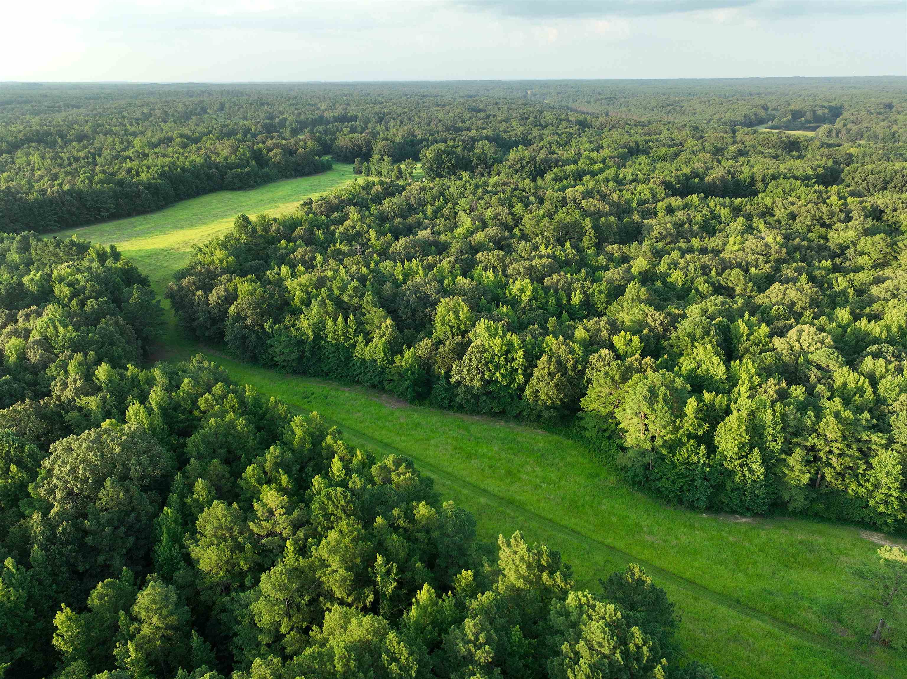 901 Duck Pond Road Holly Springs, MS 38635 - Photo 19 of 31 a view of a green field with lots of bushes