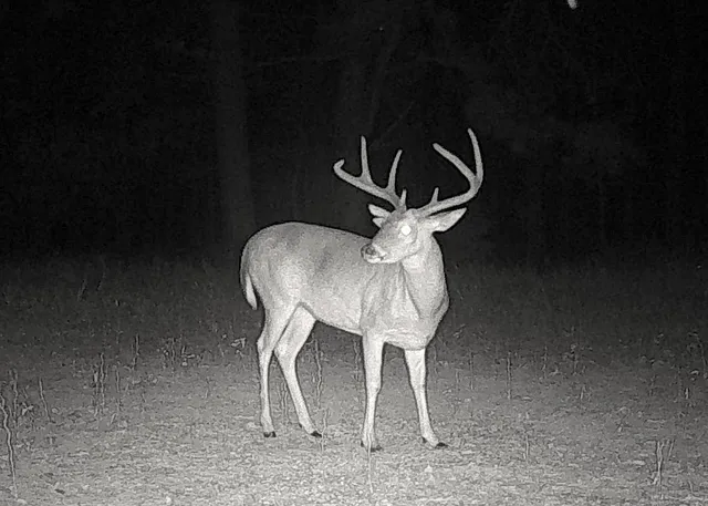 a view of a tree with a yard
