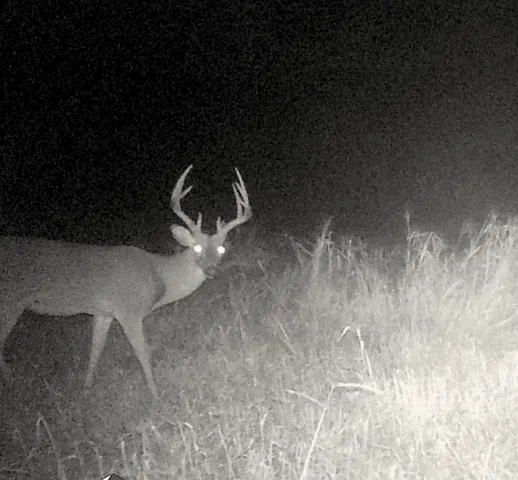a view of a green field with lots of bushes