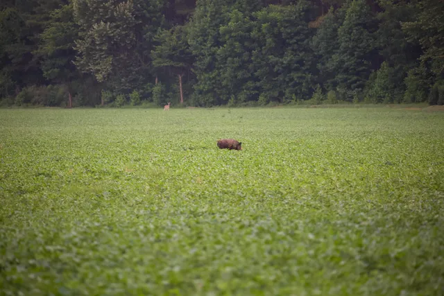 a view of a green field with lots of bushes