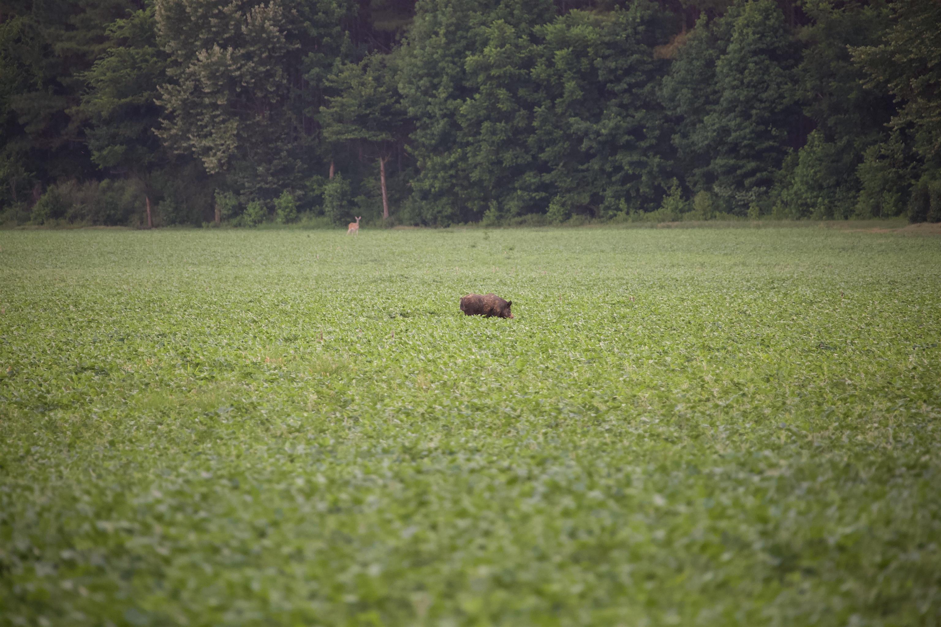 901 Duck Pond Road Holly Springs, MS 38635 - Photo 23 of 31 a view of a tree with a yard