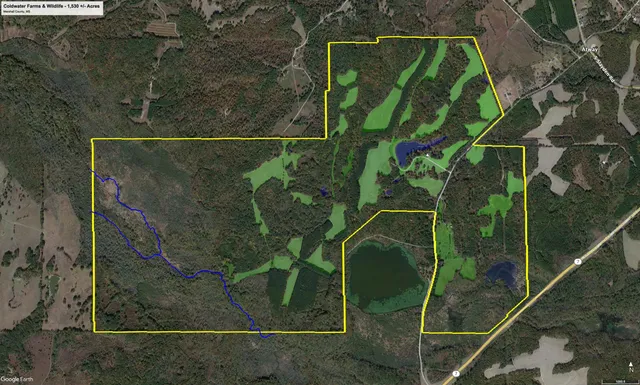 a close up of a plant and a plant