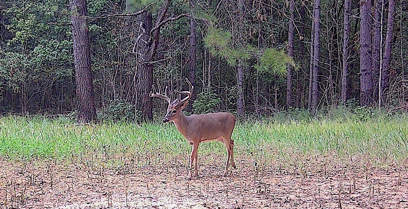 901 Duck Pond Road Holly Springs, MS 38635 - Photo 5 of 31 a view of a backyard with plants and a fence