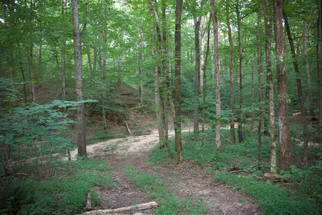 a view of a forest with trees