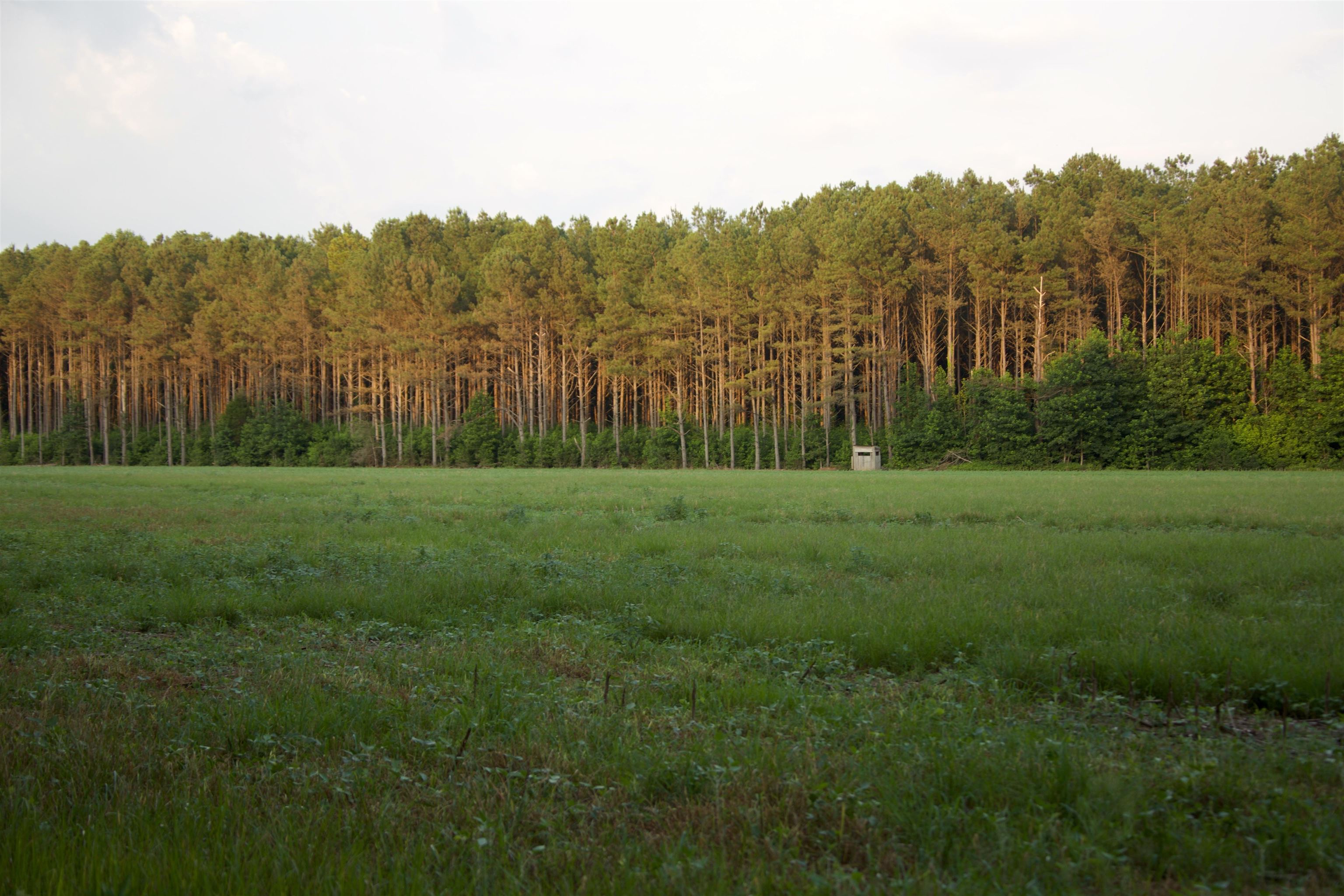 901 Duck Pond Road Holly Springs, MS 38635 - Photo 7 of 31 a view of a grassy field