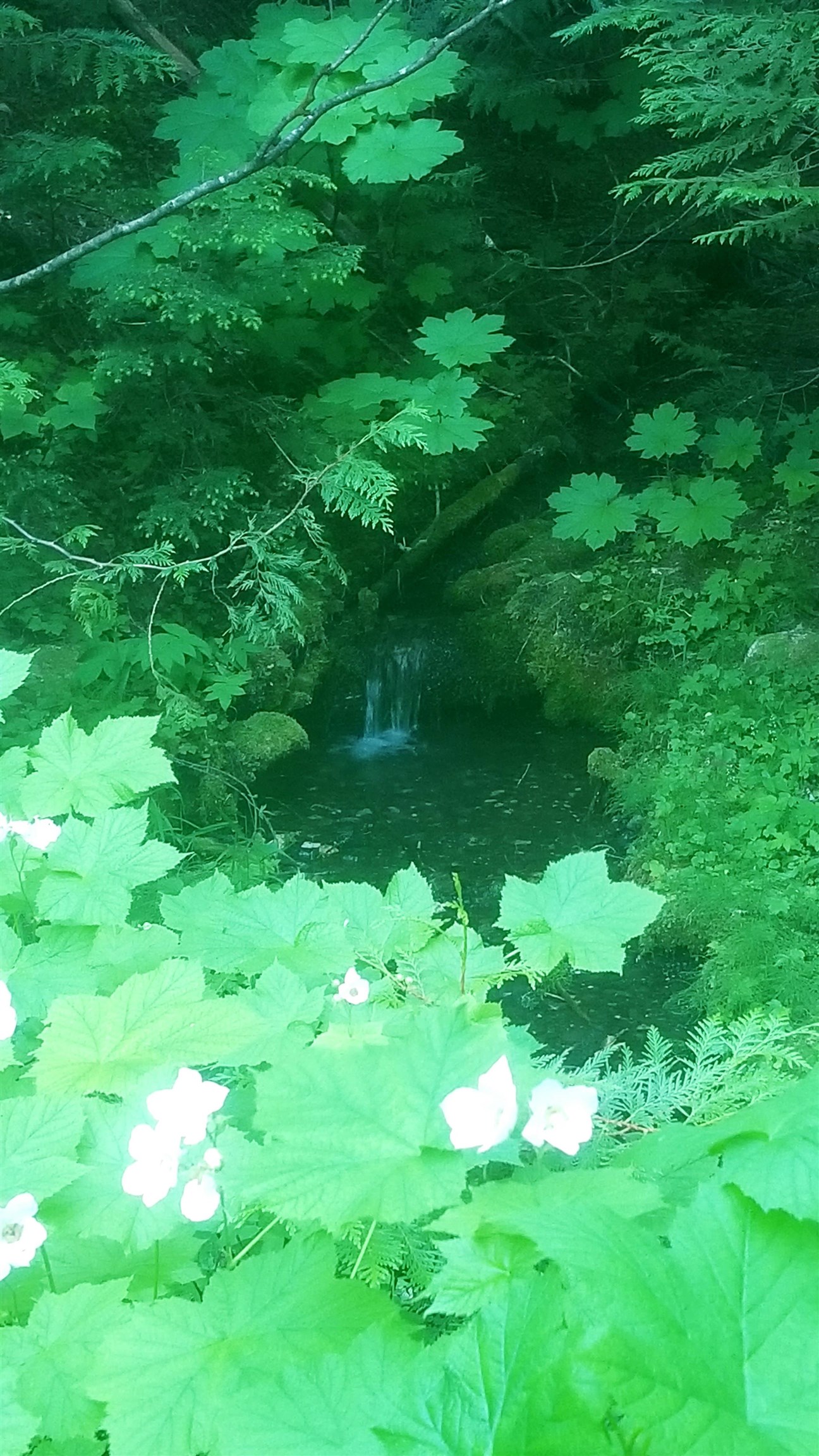 Nka Frisco Standard Road Colville, WA 99114 - Photo 22 of 50